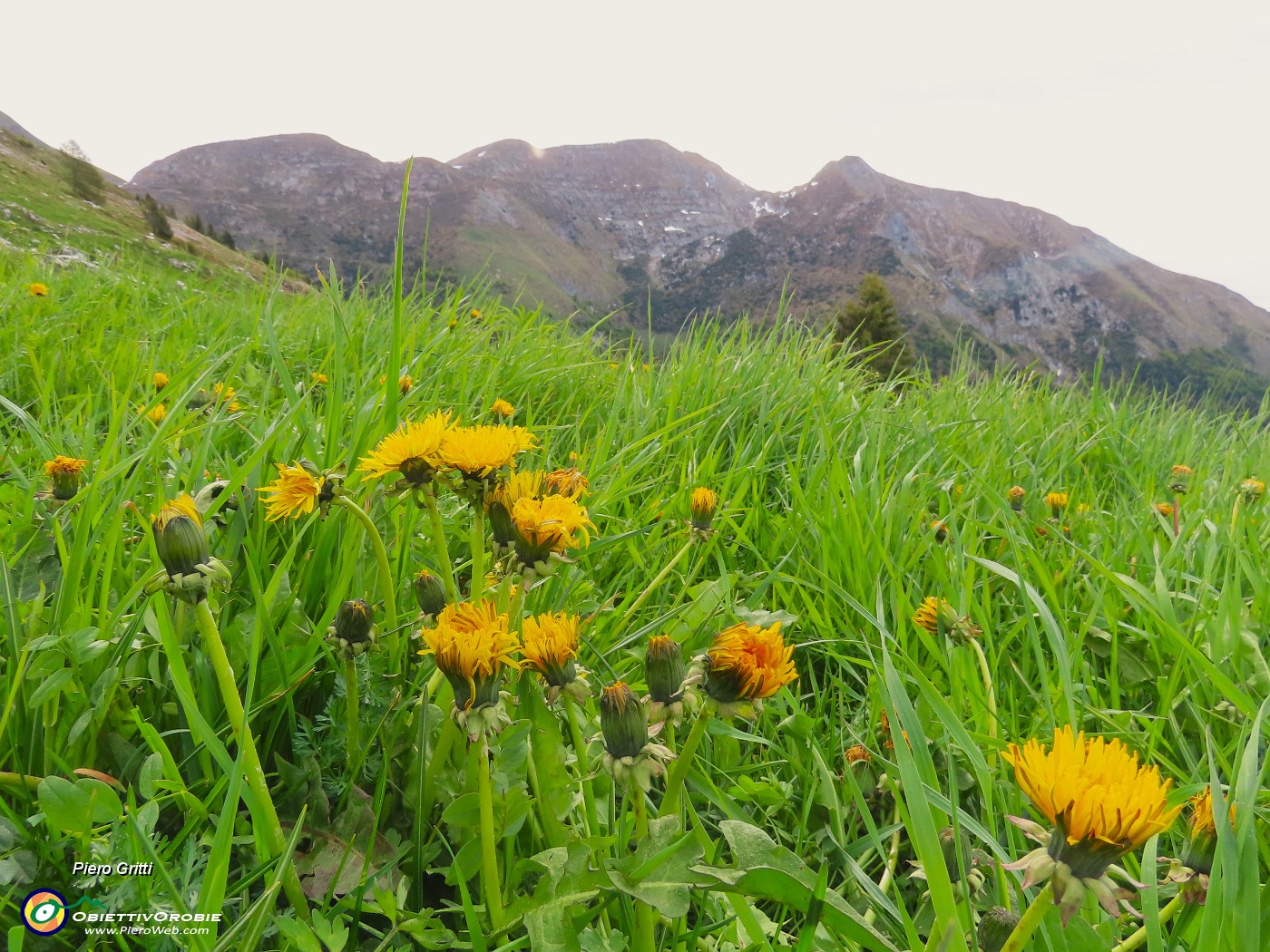 12 Tarassacum officinale -Tarassaco con vista in cime Foppazzi e Grem.JPG